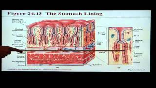 Anatomy and Physiology Help Chapter 24 Digestive System [upl. by Eecram]