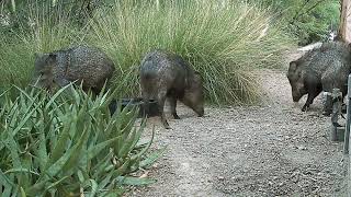 83124 Javelinas in Daylight [upl. by Evelinn]