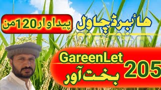 Latest and High yield variety of hybrid rice  GreenLet Bakhtawar 205  Zikria agri information [upl. by Aivatnwahs]