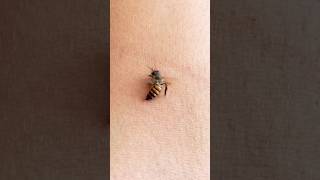 Why Bees Die After They Sting You 😳 ouch  Melon Playground bees [upl. by Nashoma]