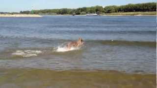 Hundestrand am Rhein der Strand für Hunde spielen im Wasser [upl. by Anirahtak174]