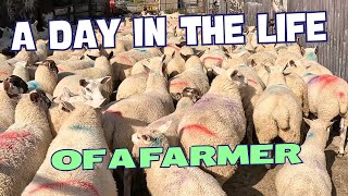 A DAY IN THE LIFE OF A FARMER DIPPING DOSING TRIMMING SAMPLING MOVING [upl. by Akiraa]