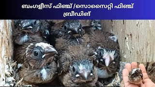 Society finch breedingബംഗളീസ് ഫിഞ്ച് സൊസൈറ്റി ഫിഞ്ച് ബ്രീഡിങ് [upl. by Nodnerb]