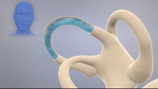 How the Inner Ear Balance System Works  Labyrinth Semicircular Canals [upl. by Yauqaj]