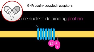 GProteinCoupled Receptors [upl. by Hocker630]