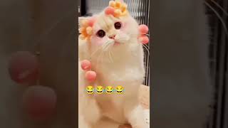 cat catoo catvideos catlover catto funnycatvideos cato cute [upl. by Stovall]