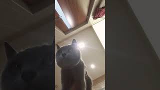 my cat beacome to much crazy part 2 pedro cat [upl. by Kamilah]