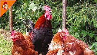 Rooster Crowing Non Stop  Chicken Sounds  Chicken Animal  Rooster Sounds  Chicken Videos YouTube [upl. by Ardnuyek455]