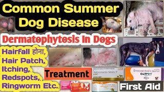 dermatophytosis in dogscats  ringworm in dogs  summer disease in dogs  symptoms  treatment [upl. by Herby]