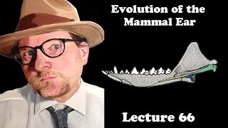 Lecture 66 Evolution of the Mammal Ear [upl. by Bellis382]