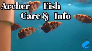 Archer Fish Care and Information  How to Keep Archer Fish Toxotes jaculatrix [upl. by Nyrraf]