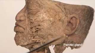 Anatomy Series Facial Nerve by Dr Shakti Chandra [upl. by Brent]