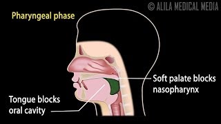 Swallowing Reflex Phases and Overview of Neural Control Animation [upl. by Syck]