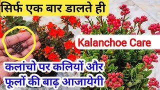 कलांचो पर आजायेगी फूलों की बाढKalanchoe Flower Plant CareHow to grow kalanchoeBest fertilizer [upl. by Ahsiekrats889]