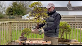 Alberta Spruce Bonsai Repotting [upl. by Anila]