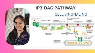 IP3 DAG pathway Cell signaling UNIT4 CSIR NET [upl. by Birdie]