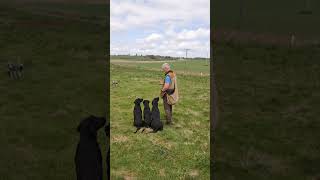 Gundog Training Steadiness and Marking using a remote dummy launcher dogtraining labrador dog [upl. by Getraer]