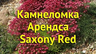 Камнеломка арендса Саксони Ред Краткий обзор описание характеристик saxifraga arendsii Saxony Red [upl. by Ki]