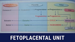 Fetoplacental unit  formation of steriod hormones [upl. by Monro]