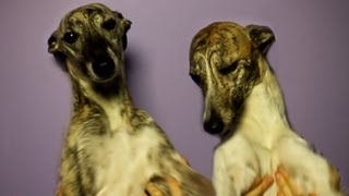 Whippet Problems  Hot Problems Parody [upl. by Imefulo882]