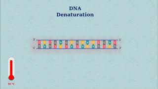 Sanger DNA Sequencing  Gel Electrophoresis Animation [upl. by Hessney300]