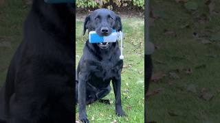 Gundog Training ​⁠dogfield4424 labradorretriever [upl. by Nada]