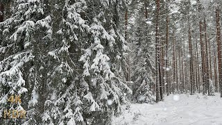 Snow Covered Forest with Deep Snow [upl. by Sidnak]