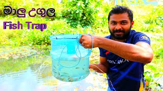 Amazing Fish Catching  Simple Fish Trap With Plastic Bottle  සරල මාලු උගුලක් හදමු [upl. by Enatan654]