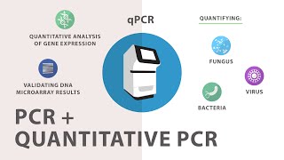 3 Polymerase Chain Reaction PCR  Quantitative PCR qPCR [upl. by Ahaelam217]