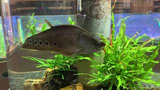 スポテッドナイフフィッシュ Spotted knifefish [upl. by Enel103]