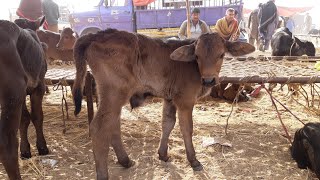 Sahiwal Cow Calfs and Friesian Cow Calfs Prices in Multan Mandi [upl. by Ydnic]