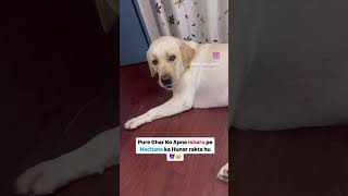 Cute labrador sabko apne isharo par nachata hai 😂 viral shorts [upl. by Olumor132]