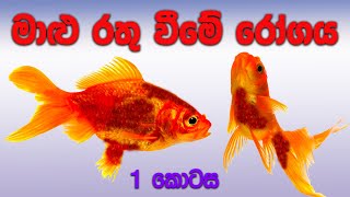 මාළු රතු වීමේ රෝගය  1 කොටස   Malu rathu wime rogaya  Part 1 [upl. by Fonsie]