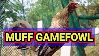 MUFF GAMEFOWL [upl. by Onileba]