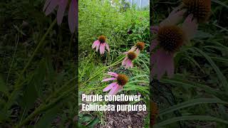 Health Benefits Of Echinacea [upl. by Aynodal]