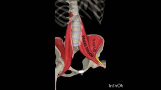 The Iliophosas Human Anatomy anatomy medicalstudent [upl. by Coulombe]