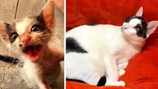 Rescuing a terrified abandoned Kitten  The transformation will amaze you [upl. by Alten]