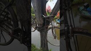 The worlds oldest bicycle is in a tree [upl. by Prissy]