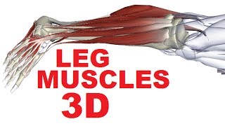 Muscles of the Leg Anatomy Part 4  Lateral Compartment [upl. by Ahsirk541]