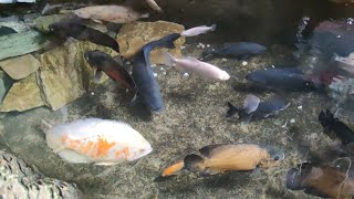 Feeding Monster Fish  Pacu Fish Oscar Fish Albino Giant Gourami [upl. by Enytsirhc543]