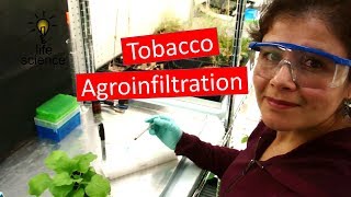 Tobacco Agroinfiltration Transient Transformation [upl. by Alieka]