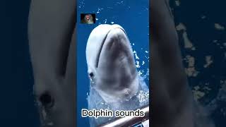 Dolphin sounds animals animalshorts viral animalsounds dolphin nature dolphinsounds [upl. by Elinet]