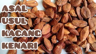 ASAL USUL KACANG KENARI  ORIGIN OF WALNUTS [upl. by Neff]