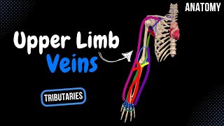 Veins of the Upper Limb Subclavian Axillary Superficial and Deep Veins  Anatomy [upl. by Elatnahs33]