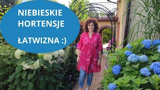 Co zrobić żeby hortensja kwitła na niebiesko Wiosenne cięcie i pielęgnacja [upl. by Nostets]