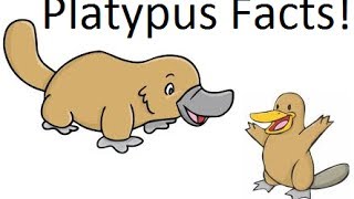 Platypus facts [upl. by Shriner]