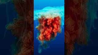 THIS is the World’s Largest JELLYFISH animals nature shorts [upl. by Oirobil166]