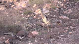 Kragentrappen auf Fuerteventura Kurzversion Outarde Houbara Bustards [upl. by Mosier]