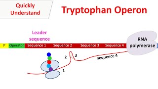 Tryptophan operon [upl. by Acino]