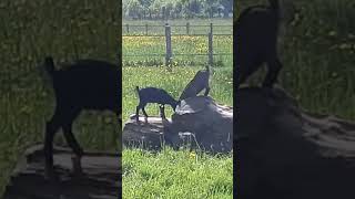 Young Nigerian Dwarf Goats Playing on a Tree Trunk [upl. by Arlette271]